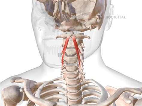 Superior oblique part of longus colli | BioDigital Anatomy