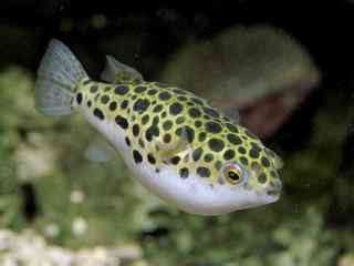 Groene kogelvis - Tetraodon fluviatilis aquarium vissen