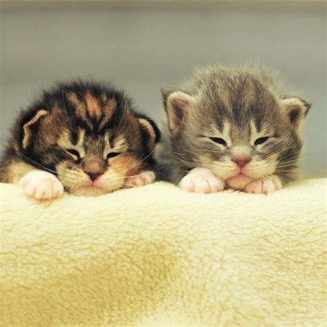 Pin on Baby animals 3 | Kittens cutest, Cute cats, Beautiful cats