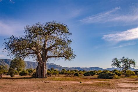 ZAMBEZI NATIONAL PARK - Zimbabwe Tours - African Travels