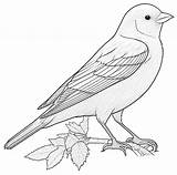 Coloring Pages Of Birds Migrating sketch template