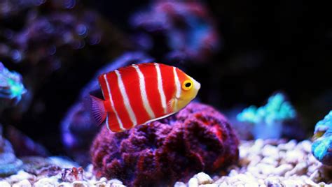 15 Awesome Types of Saltwater Angelfish | Build Your Aquarium