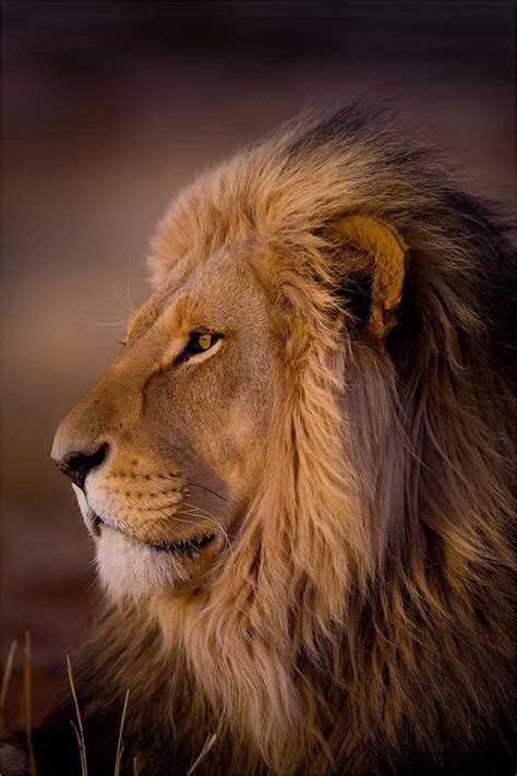 Male Lion Portrait Photograph by George Schmahl