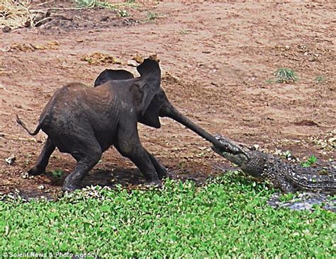 Blame It On The Voices: Baby elephant vs. crocodile tug of war