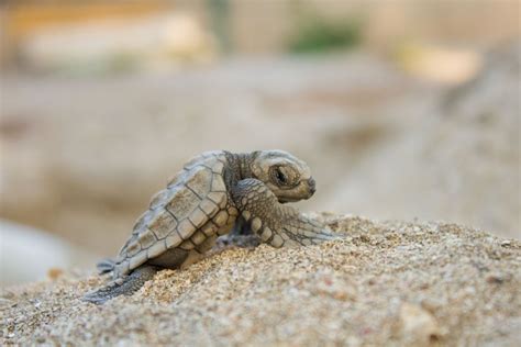 Save 50,000 Endangered Baby Sea Turtles - GlobalGiving