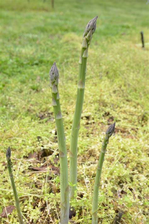 Asparagus | Organic vegetables, Flower farm, Edible flowers