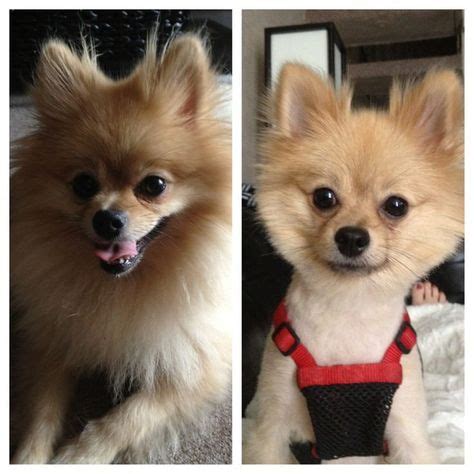 Image result for pomchi haircuts | Dog friends, Baby puppies, Pomeranian breed