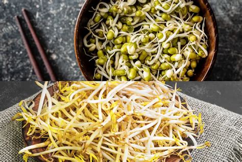 Soybean Sprouts vs Mung Bean Sprouts - Carving A Journey