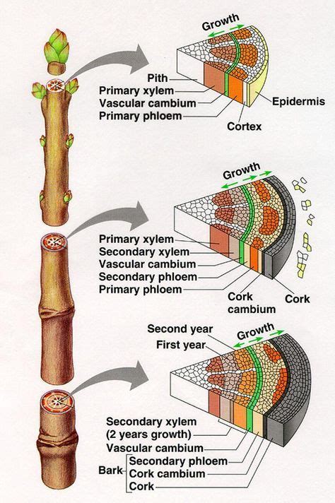 Ascent of Sap | Biology plants, Plant science, Teaching biology