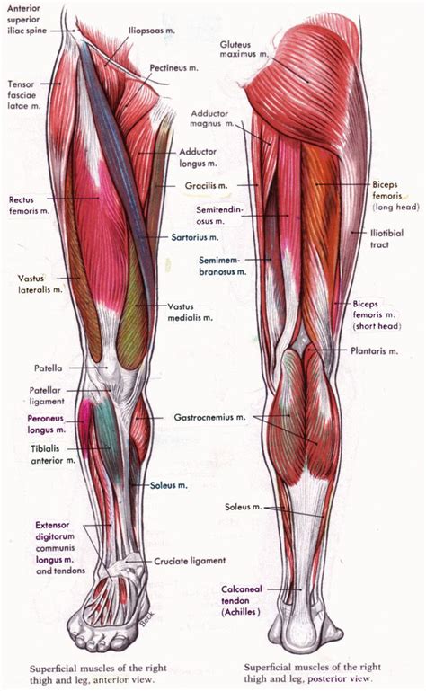 Muscles: Leg Diagram | Quizlet