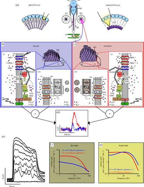 Figure 1 from Insect photoreceptor adaptations to night vision | Semantic Scholar