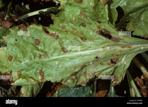 Phoma leaf spot Phoma betae infection on sugar beet leaf Greece Stock Photo: 9016229 - Alamy