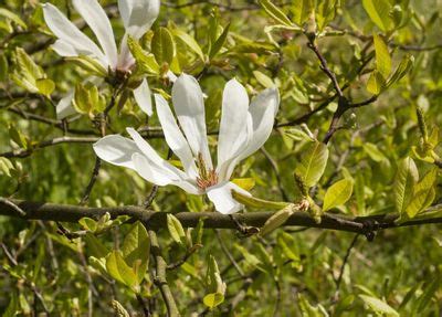 Can Magnolia Trees Grow In Zone 5: Best Magnolia Trees For Zone 5 Gardens