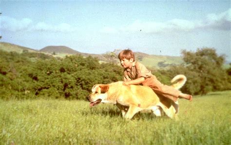 Kevin Corcoran Dead: 'Old Yeller' Actor Was 66 | Hollywood Reporter