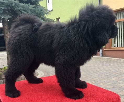 Tibetan Mastiff Puppies For Sale | Minnesota Avenue, NY #202889