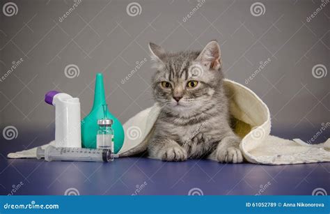 Little Kitten is Sick, Treatment Kitten Stock Image - Image of care, crying: 61052789