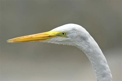 Ardea alba Photograph by Jonathan Chancasana - Pixels