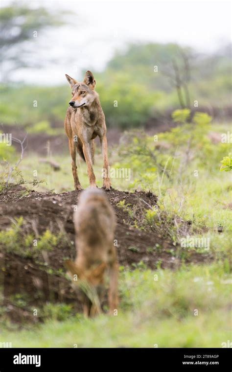 Indian grey wolf pack Stock Photo - Alamy