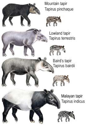 Largest New Mammal Discovery of 21st Century: Fifth Species of Tapir