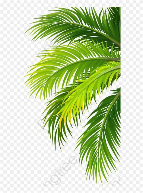 Transparent Palm Leaf Png - Coconut Leaf Png, Png Download(577x1053) - PngFind | Coconut leaves ...