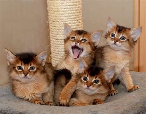 Somali Cat Kittens | Animais fofos, Gatinhos, Gatos