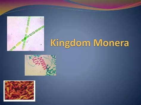 PPT - Kingdom Monera PowerPoint Presentation - ID:2460688