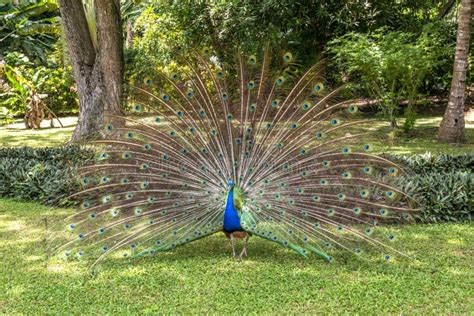 Peacock mating display stock image. Image of animal - 254559113