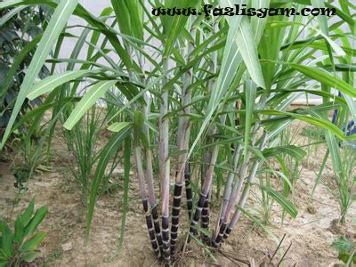 Tebu Hitam | Segalanya Tentang Tumbuhan...