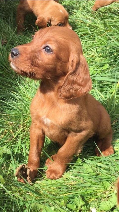 Red setter puppies | in Cookstown, County Tyrone | Gumtree