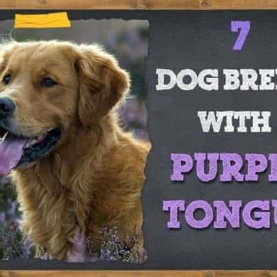 7 Dog Breeds with Purple Tongues (Pictures & Info) | ZooAwesome