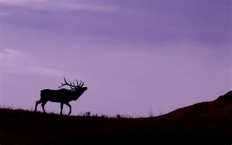 Elk Management in the Greater Yellowstone Ecosystem