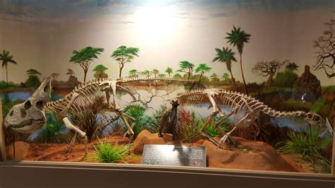 Museum of Dinosaurs and Ancient Cultures - A Trip to the Museum - The Fossil Forum