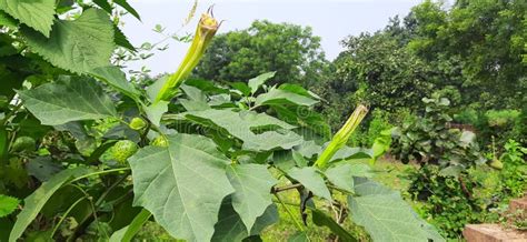 This is a Flower of Datura. Stock Photo - Image of plant, fresh: 163277064