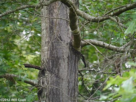 Pin Oak (Quercus palustris)