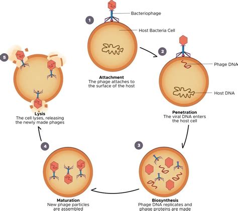 Lytic Cycle Diagram 5 Steps