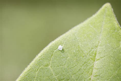 Monarch Butterfly Egg On Milkweed Leaf Stock Photo - Download Image Now - iStock