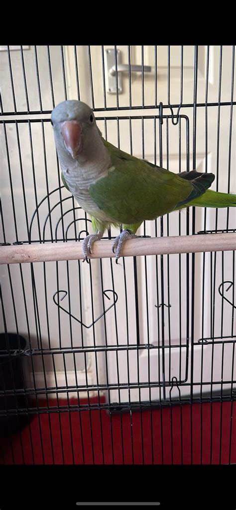 male Quaker parrot with cage – Online Bird Auctions