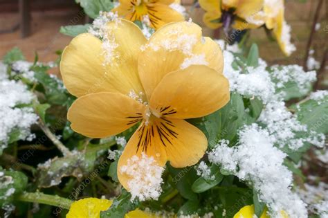 Snow on winter pansy flower - Stock Image - C043/4997 - Science Photo ...