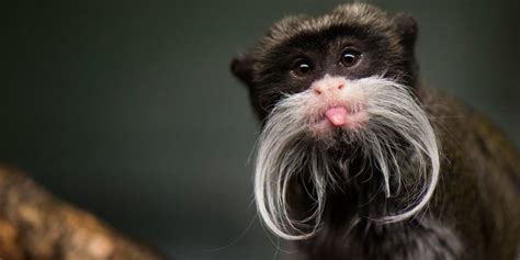 All Hail the Emperor Tamarin | Emperor tamarin, Animals, Unique animals