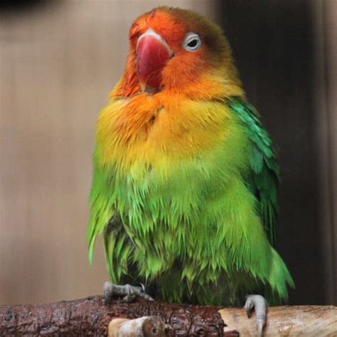 Fischer's Lovebird: Housing, Pet Care, Temperament, Pictures | Singing Wings Aviary