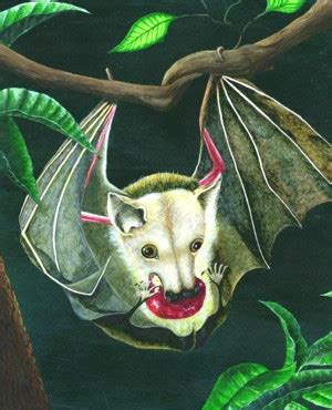 Vampire Bat Painting at PaintingValley.com | Explore collection of ...