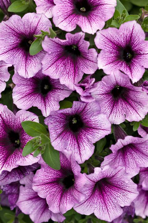 Petunia - Supertunia® Sharon - Pleasant View Gardens