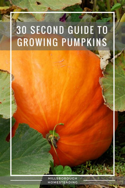 30 Second Guide To Growing Pumpkins | Hillsborough Homesteading