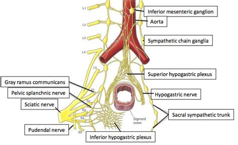 Image result for superior hypogastric plexus