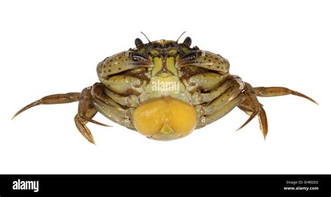 Parasitic crab Banque d'images détourées - Alamy