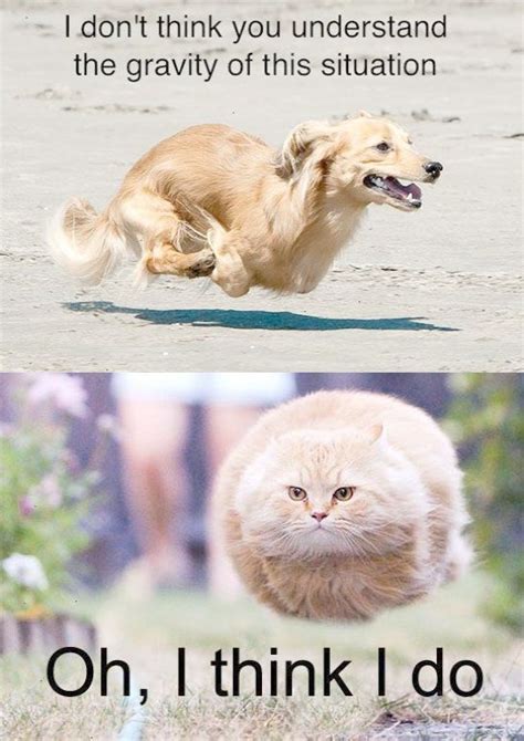 Funny Dog And Cat Running From The Gravity Of The Situation - Funny Animal Pictures … | Funny ...