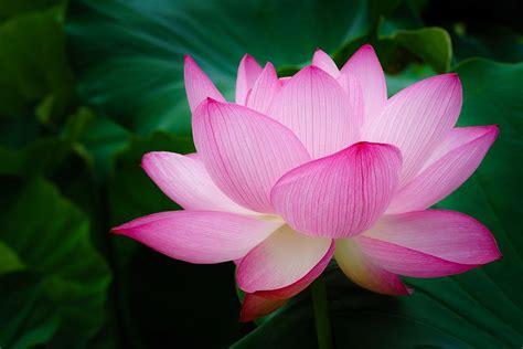 Selective focus photography of pink petaled flowers in full bloom ...