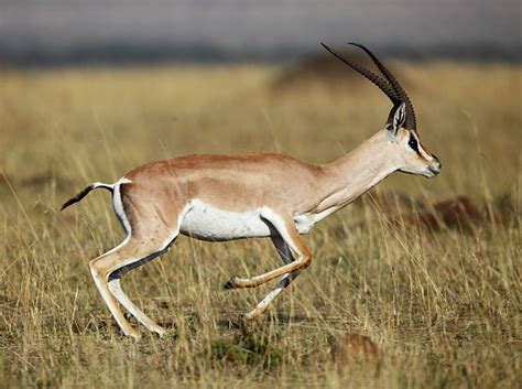 Royalty Free Gazelle Pictures, Images and Stock Photos - iStock