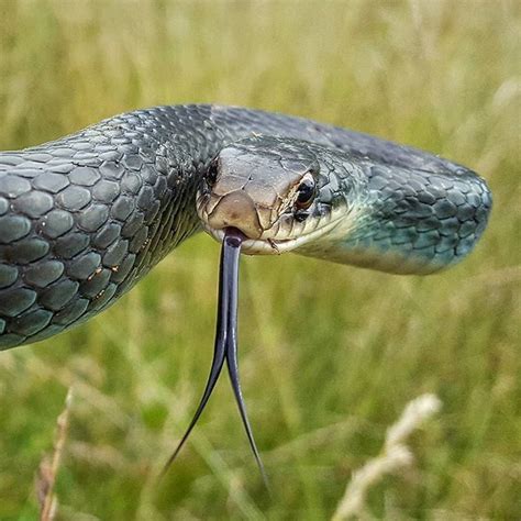 An awesome blue racer (Coluber constrictor foxii) from the other day while we were out doing ...