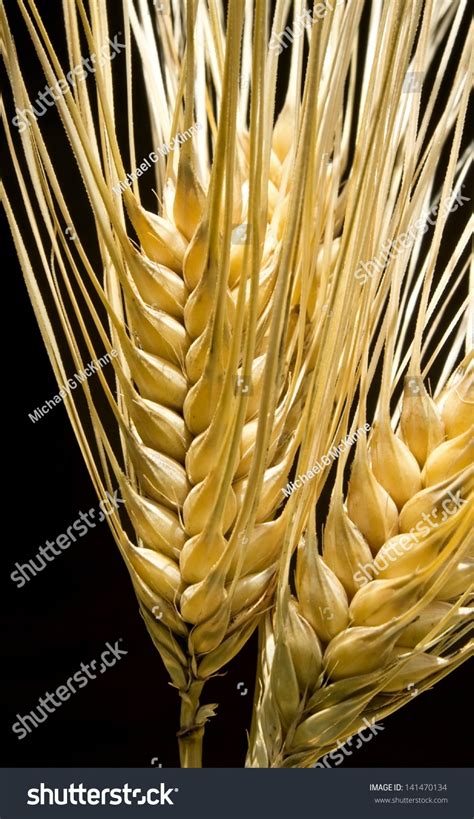 Bearded Barley Whole Grain Barley Healthy Stock Photo 141470134 | Shutterstock